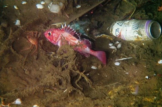 La fauna del Pacífico convive con los restos de residuos acumulados por años.