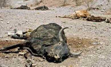 Reses muertas en Sinaloa.