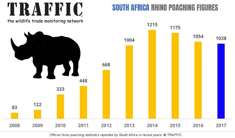 Caza furtiva de rinocerontes en Sudfrica.