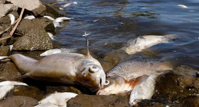 Las autoridades investigan la causa de la muerte masiva de peces.