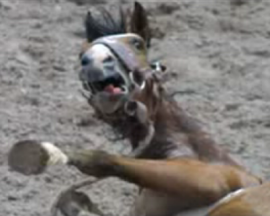 Caballo en un rodeo.