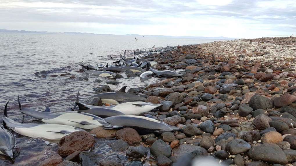 Los 54 delfines de rostro corto fueron atacados por otro grupo de la especie nariz de botella.
