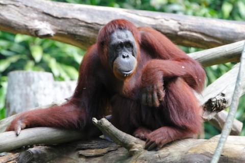 Sandra la orangután.