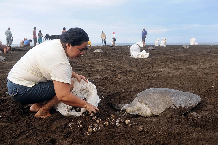 Saqueo de huevos de tortuga.