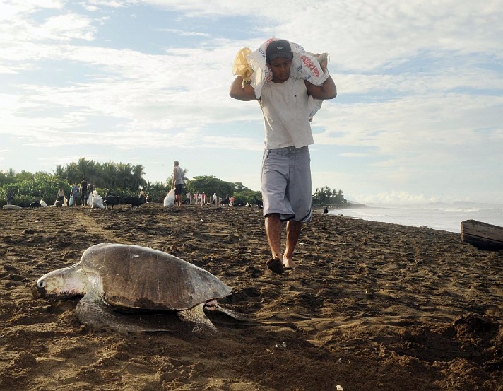 Saqueo de huevos de tortuga.