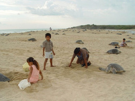 Saqueo de huevos de tortuga.