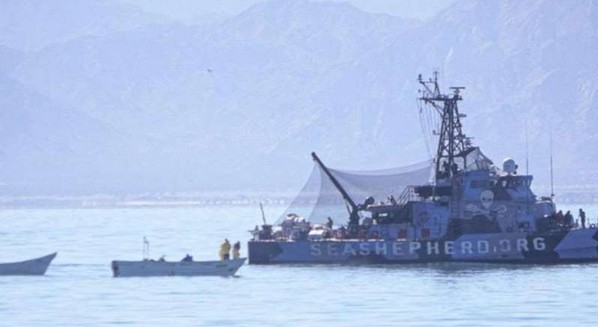 Pescadores furtivos atacan a balazos barco en hábitat de vaquita marina.