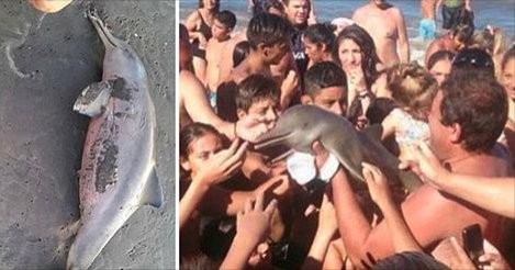 Delfín muerto por la estupidez de un grupo de turistas.