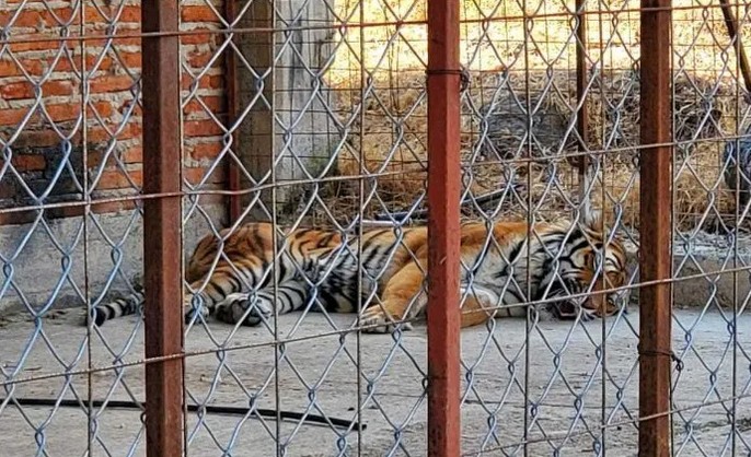 El hecho se dio en un rancho en las inmediaciones de Jiquilpan.