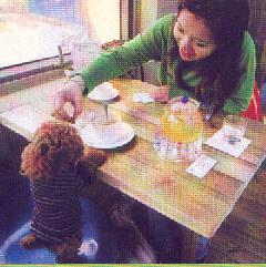 Perrito comiendo en la mesa