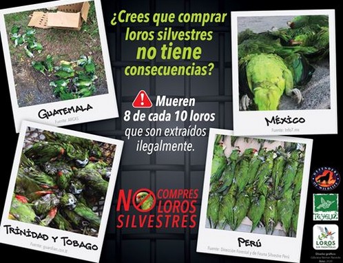 No compres loros silvestres.