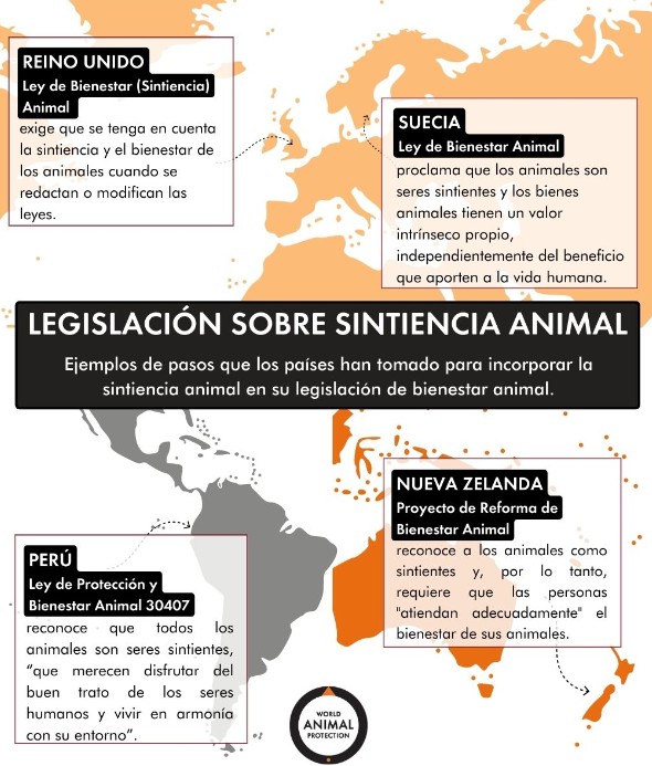 Legislación sobre sintiencia animal.