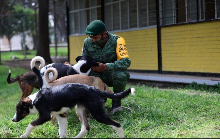 58 perros hay en el lugar.