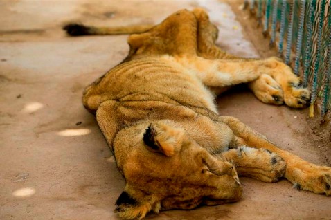Leones muriendo en zoológico de Sudán.
