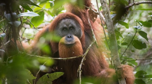 Orangutn tapanuli.