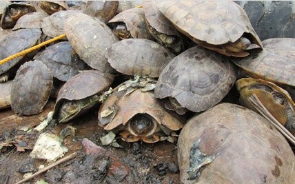 Tortuga filipina de los bosques.