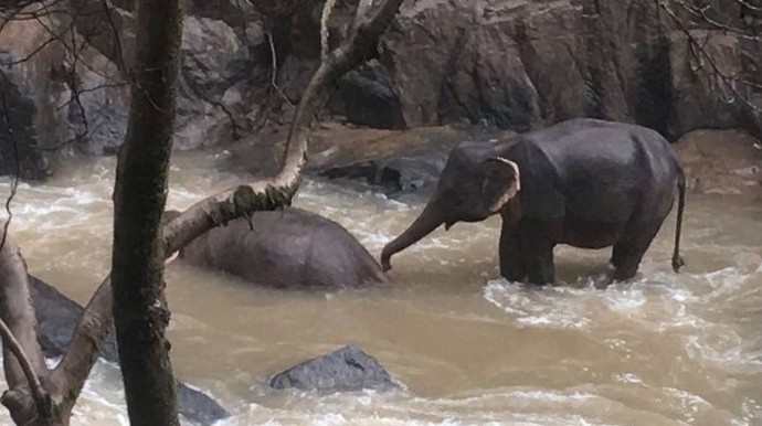 Elefante sobreviviente intenta revivir a su compañero.