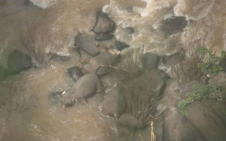 Elefantes muertos en cascada thailandesa.