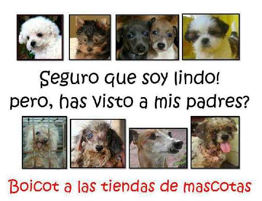 ¡Boicotea las tiendas de mascotas!