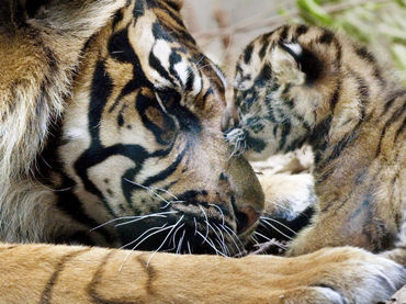 Tigra y su cachorro.