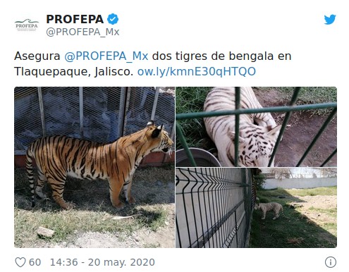 Tigres en Tlaquepaque.