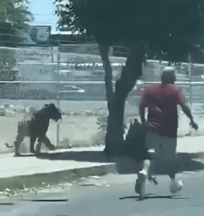 Tigre en la calle en Tlaquepaque.