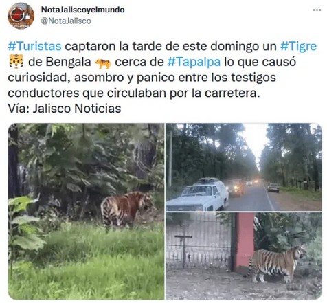 Tigre de Bengala deambulando en Tapalpa.