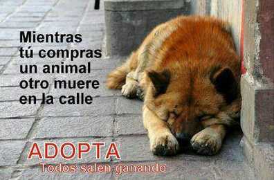 Adopta. Todos salen ganando.