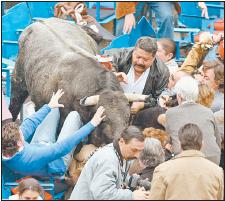 Toro desesperado.