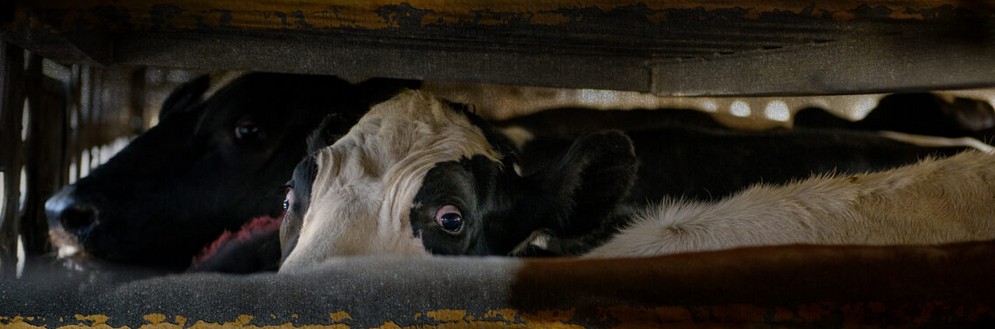 Transporte de animales.