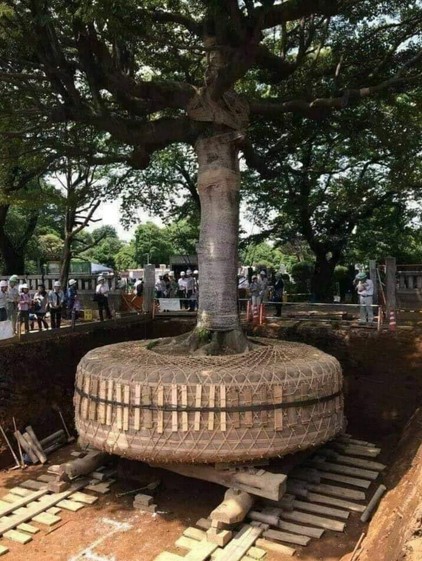 Trasplante de árbol en Japón.