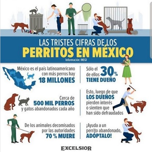 La tristes cifras de los perritos en México.