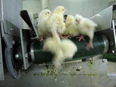 Trituradora de pollos machos.
