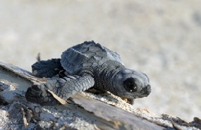 Tortuguita