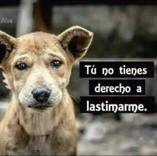 Tú no tienes derecho a lastimarme.