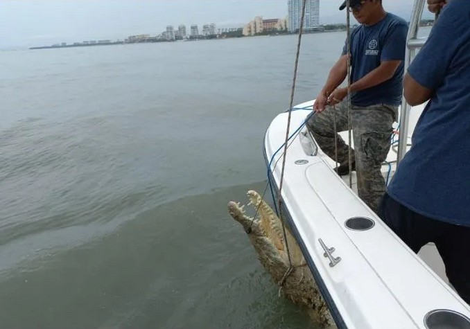 Cocodrilo de 3.5 metros en Playa de Oro.