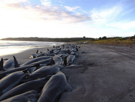 Ballenas varadas en Australia.