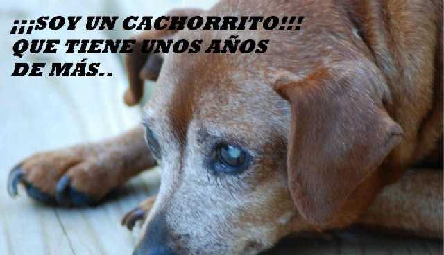 Cachorro viejito.