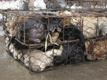 Perros transportados a Viet Nam.