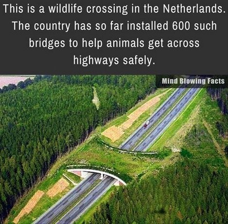 Cruce para animales sobre una autopista en Holanda.