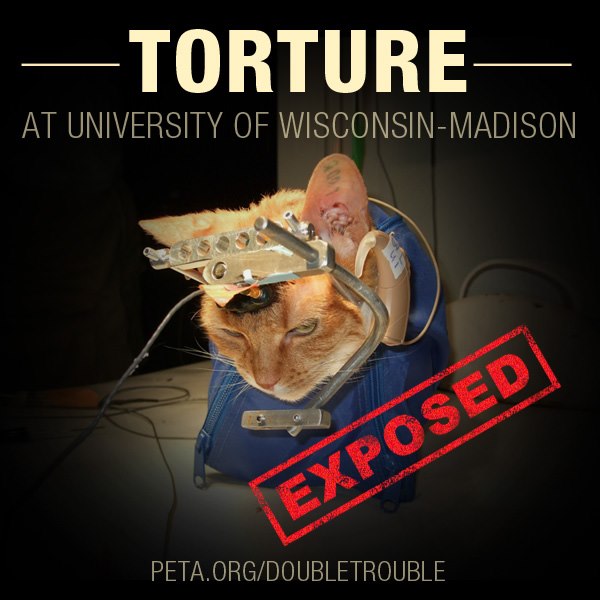 Tortura en la Universidad de Wisconsin en Madison.