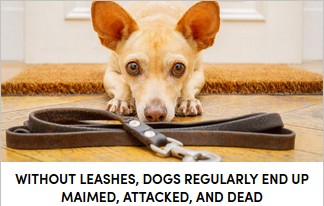 Sin correa, los perros regularmente terminan lastimados, atacados y hasta muertos.