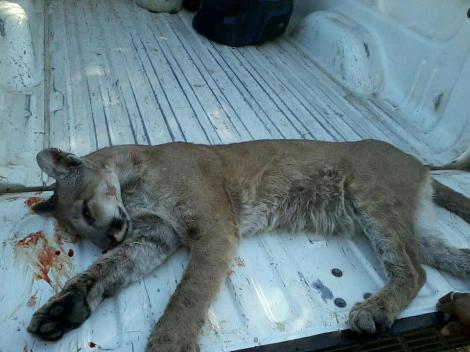 Puma muerto por policas de Zacoalco.
