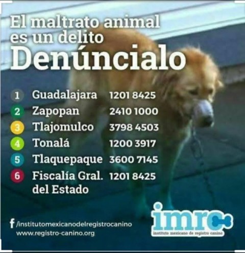 Reportes de maltrato animal.