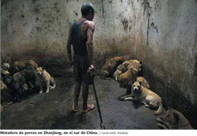 Matadero de perros de Zhanjiang.
