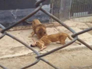 Leones del zoológico de Santiago de Chile.