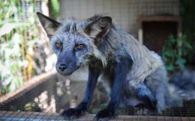 Zorrita en granja peletera de Quebec.