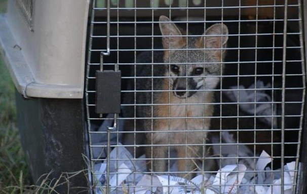 Regresan a la naturaleza a zorro encontrado en Guadalajara.